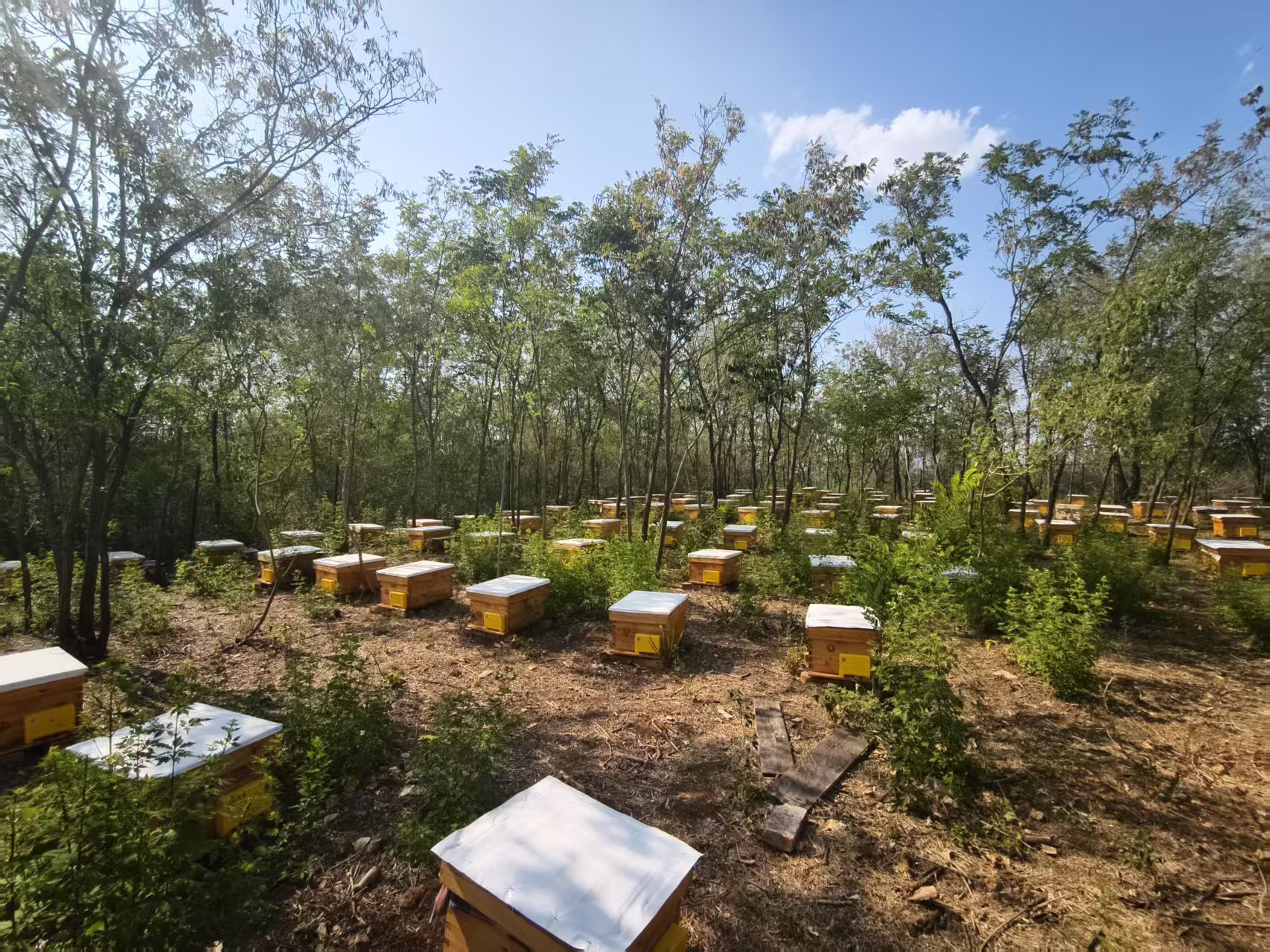 王屋蜂场1.jpg